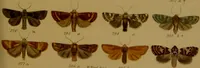 An illustration from Index entomologicus, or, A complete illustrated catalogue, consisting of upwards of two thousand accurately coloured figures of the lepidopterous insects of Great Britain / by W. Wood. (1854)