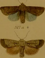 An illustration from Index entomologicus, or, A complete illustrated catalogue, consisting of upwards of two thousand accurately coloured figures of the lepidopterous insects of Great Britain / by W. Wood. (1854)