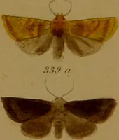 An illustration from Index entomologicus, or, A complete illustrated catalogue, consisting of upwards of two thousand accurately coloured figures of the lepidopterous insects of Great Britain / by W. Wood. (1854)