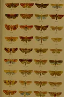An illustration from Index entomologicus, or, A complete illustrated catalogue, consisting of upwards of two thousand accurately coloured figures of the lepidopterous insects of Great Britain / by W. Wood. (1854)