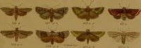 An illustration from Index entomologicus, or, A complete illustrated catalogue, consisting of upwards of two thousand accurately coloured figures of the lepidopterous insects of Great Britain / by W. Wood. (1854)