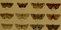 An illustration from Index entomologicus, or, A complete illustrated catalogue, consisting of upwards of two thousand accurately coloured figures of the lepidopterous insects of Great Britain / by W. Wood. (1854)