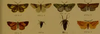 An illustration from Index entomologicus, or, A complete illustrated catalogue, consisting of upwards of two thousand accurately coloured figures of the lepidopterous insects of Great Britain / by W. Wood. (1854)
