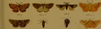 An illustration from Index entomologicus, or, A complete illustrated catalogue, consisting of upwards of two thousand accurately coloured figures of the lepidopterous insects of Great Britain / by W. Wood. (1854)