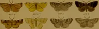 An illustration from Index entomologicus, or, A complete illustrated catalogue, consisting of upwards of two thousand accurately coloured figures of the lepidopterous insects of Great Britain / by W. Wood. (1854)