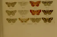 An illustration from Index entomologicus, or, A complete illustrated catalogue, consisting of upwards of two thousand accurately coloured figures of the lepidopterous insects of Great Britain / by W. Wood. (1854)