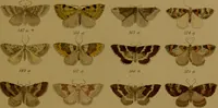 An illustration from Index entomologicus, or, A complete illustrated catalogue, consisting of upwards of two thousand accurately coloured figures of the lepidopterous insects of Great Britain / by W. Wood. (1854)