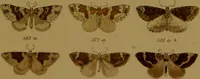 An illustration from Index entomologicus, or, A complete illustrated catalogue, consisting of upwards of two thousand accurately coloured figures of the lepidopterous insects of Great Britain / by W. Wood. (1854)
