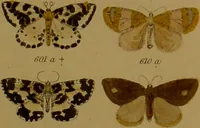 An illustration from Index entomologicus, or, A complete illustrated catalogue, consisting of upwards of two thousand accurately coloured figures of the lepidopterous insects of Great Britain / by W. Wood. (1854)