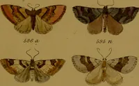 An illustration from Index entomologicus, or, A complete illustrated catalogue, consisting of upwards of two thousand accurately coloured figures of the lepidopterous insects of Great Britain / by W. Wood. (1854)