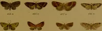 An illustration from Index entomologicus, or, A complete illustrated catalogue, consisting of upwards of two thousand accurately coloured figures of the lepidopterous insects of Great Britain / by W. Wood. (1854)