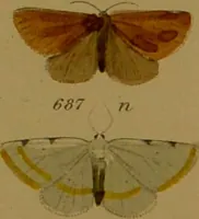 An illustration from Index entomologicus, or, A complete illustrated catalogue, consisting of upwards of two thousand accurately coloured figures of the lepidopterous insects of Great Britain / by W. Wood. (1854)