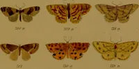 An illustration from Index entomologicus, or, A complete illustrated catalogue, consisting of upwards of two thousand accurately coloured figures of the lepidopterous insects of Great Britain / by W. Wood. (1854)