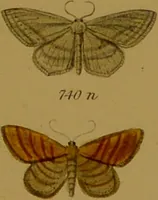 An illustration from Index entomologicus, or, A complete illustrated catalogue, consisting of upwards of two thousand accurately coloured figures of the lepidopterous insects of Great Britain / by W. Wood. (1854)