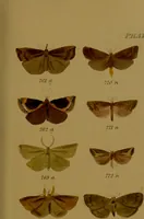 An illustration from Index entomologicus, or, A complete illustrated catalogue, consisting of upwards of two thousand accurately coloured figures of the lepidopterous insects of Great Britain / by W. Wood. (1854)