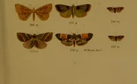 An illustration from Index entomologicus, or, A complete illustrated catalogue, consisting of upwards of two thousand accurately coloured figures of the lepidopterous insects of Great Britain / by W. Wood. (1854)