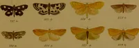 An illustration from Index entomologicus, or, A complete illustrated catalogue, consisting of upwards of two thousand accurately coloured figures of the lepidopterous insects of Great Britain / by W. Wood. (1854)