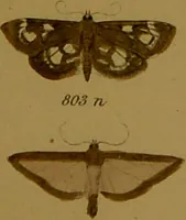 An illustration from Index entomologicus, or, A complete illustrated catalogue, consisting of upwards of two thousand accurately coloured figures of the lepidopterous insects of Great Britain / by W. Wood. (1854)
