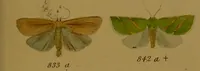 An illustration from Index entomologicus, or, A complete illustrated catalogue, consisting of upwards of two thousand accurately coloured figures of the lepidopterous insects of Great Britain / by W. Wood. (1854)