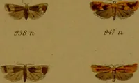 An illustration from Index entomologicus, or, A complete illustrated catalogue, consisting of upwards of two thousand accurately coloured figures of the lepidopterous insects of Great Britain / by W. Wood. (1854)