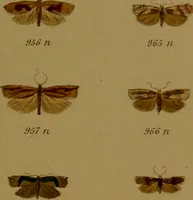 An illustration from Index entomologicus, or, A complete illustrated catalogue, consisting of upwards of two thousand accurately coloured figures of the lepidopterous insects of Great Britain / by W. Wood. (1854)