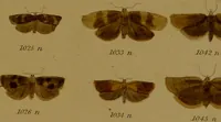 An illustration from Index entomologicus, or, A complete illustrated catalogue, consisting of upwards of two thousand accurately coloured figures of the lepidopterous insects of Great Britain / by W. Wood. (1854)