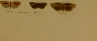 An illustration from Index entomologicus, or, A complete illustrated catalogue, consisting of upwards of two thousand accurately coloured figures of the lepidopterous insects of Great Britain / by W. Wood. (1854)