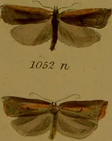 An illustration from Index entomologicus, or, A complete illustrated catalogue, consisting of upwards of two thousand accurately coloured figures of the lepidopterous insects of Great Britain / by W. Wood. (1854)