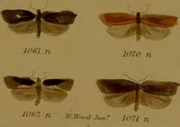 An illustration from Index entomologicus, or, A complete illustrated catalogue, consisting of upwards of two thousand accurately coloured figures of the lepidopterous insects of Great Britain / by W. Wood. (1854)