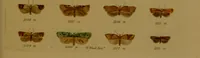 An illustration from Index entomologicus, or, A complete illustrated catalogue, consisting of upwards of two thousand accurately coloured figures of the lepidopterous insects of Great Britain / by W. Wood. (1854)