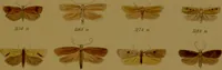 An illustration from Index entomologicus, or, A complete illustrated catalogue, consisting of upwards of two thousand accurately coloured figures of the lepidopterous insects of Great Britain / by W. Wood. (1854)