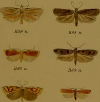 An illustration from Index entomologicus, or, A complete illustrated catalogue, consisting of upwards of two thousand accurately coloured figures of the lepidopterous insects of Great Britain / by W. Wood. (1854)