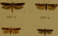 An illustration from Index entomologicus, or, A complete illustrated catalogue, consisting of upwards of two thousand accurately coloured figures of the lepidopterous insects of Great Britain / by W. Wood. (1854)