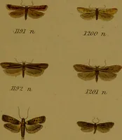 An illustration from Index entomologicus, or, A complete illustrated catalogue, consisting of upwards of two thousand accurately coloured figures of the lepidopterous insects of Great Britain / by W. Wood. (1854)