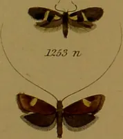 An illustration from Index entomologicus, or, A complete illustrated catalogue, consisting of upwards of two thousand accurately coloured figures of the lepidopterous insects of Great Britain / by W. Wood. (1854)