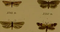 An illustration from Index entomologicus, or, A complete illustrated catalogue, consisting of upwards of two thousand accurately coloured figures of the lepidopterous insects of Great Britain / by W. Wood. (1854)