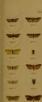 An illustration from Index entomologicus, or, A complete illustrated catalogue, consisting of upwards of two thousand accurately coloured figures of the lepidopterous insects of Great Britain / by W. Wood. (1854)