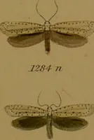An illustration from Index entomologicus, or, A complete illustrated catalogue, consisting of upwards of two thousand accurately coloured figures of the lepidopterous insects of Great Britain / by W. Wood. (1854)