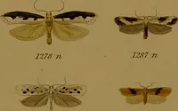 An illustration from Index entomologicus, or, A complete illustrated catalogue, consisting of upwards of two thousand accurately coloured figures of the lepidopterous insects of Great Britain / by W. Wood. (1854)