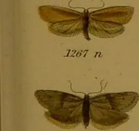 An illustration from Index entomologicus, or, A complete illustrated catalogue, consisting of upwards of two thousand accurately coloured figures of the lepidopterous insects of Great Britain / by W. Wood. (1854)