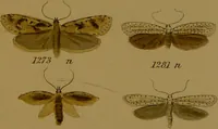An illustration from Index entomologicus, or, A complete illustrated catalogue, consisting of upwards of two thousand accurately coloured figures of the lepidopterous insects of Great Britain / by W. Wood. (1854)