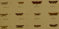 An illustration from Index entomologicus, or, A complete illustrated catalogue, consisting of upwards of two thousand accurately coloured figures of the lepidopterous insects of Great Britain / by W. Wood. (1854)