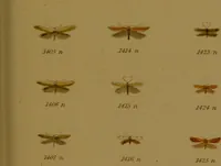 An illustration from Index entomologicus, or, A complete illustrated catalogue, consisting of upwards of two thousand accurately coloured figures of the lepidopterous insects of Great Britain / by W. Wood. (1854)