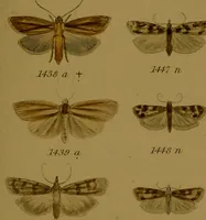 An illustration from Index entomologicus, or, A complete illustrated catalogue, consisting of upwards of two thousand accurately coloured figures of the lepidopterous insects of Great Britain / by W. Wood. (1854)