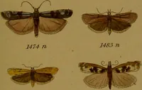 An illustration from Index entomologicus, or, A complete illustrated catalogue, consisting of upwards of two thousand accurately coloured figures of the lepidopterous insects of Great Britain / by W. Wood. (1854)