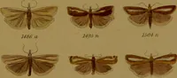 An illustration from Index entomologicus, or, A complete illustrated catalogue, consisting of upwards of two thousand accurately coloured figures of the lepidopterous insects of Great Britain / by W. Wood. (1854)