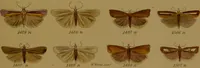 An illustration from Index entomologicus, or, A complete illustrated catalogue, consisting of upwards of two thousand accurately coloured figures of the lepidopterous insects of Great Britain / by W. Wood. (1854)