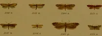 An illustration from Index entomologicus, or, A complete illustrated catalogue, consisting of upwards of two thousand accurately coloured figures of the lepidopterous insects of Great Britain / by W. Wood. (1854)