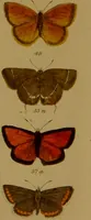 An illustration from Index entomologicus, or, A complete illustrated catalogue, consisting of upwards of two thousand accurately coloured figures of the lepidopterous insects of Great Britain / by W. Wood. (1854)