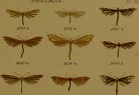 An illustration from Index entomologicus, or, A complete illustrated catalogue, consisting of upwards of two thousand accurately coloured figures of the lepidopterous insects of Great Britain / by W. Wood. (1854)